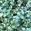 Herb Oregano Origanum vulgare 'Kent Beauty'