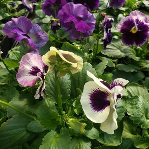 Pansy Viola wittrockiana Colossus 'Lavender Medley'