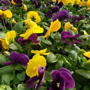 Pansy Viola wittrockiana Matrix 'Harvest Mix'