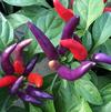 Ornamental Pepper Capsicum annuum 'Masquerade'