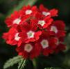 Verbena